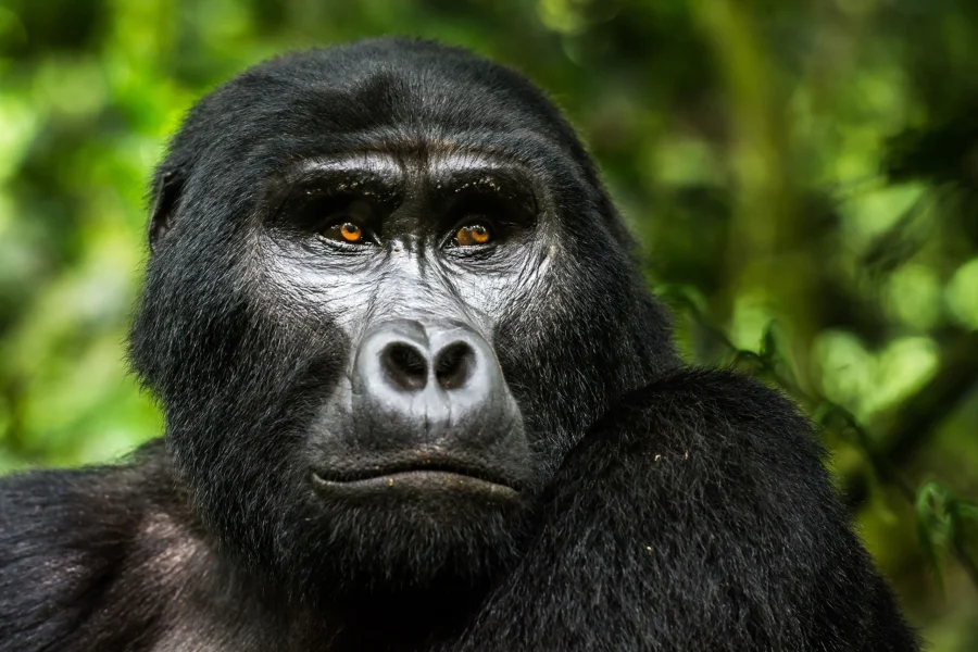 Gorillas & Safari Co. Discover Uganda's beauty - Explore our range of locally guided tours to 10 games parks and enjoy the magic of gorilla tracking, chimps