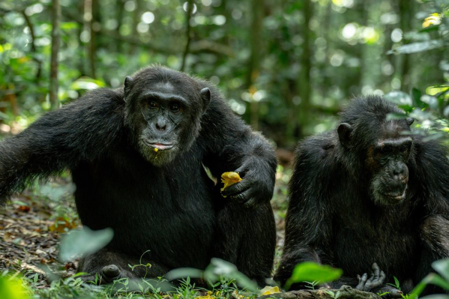 Explore an 8-day Uganda primates safari with chimpanzee tracking in Kibale and gorilla trekking in Bwindi. Experience guided wildlife tours and unforgettable adventures.