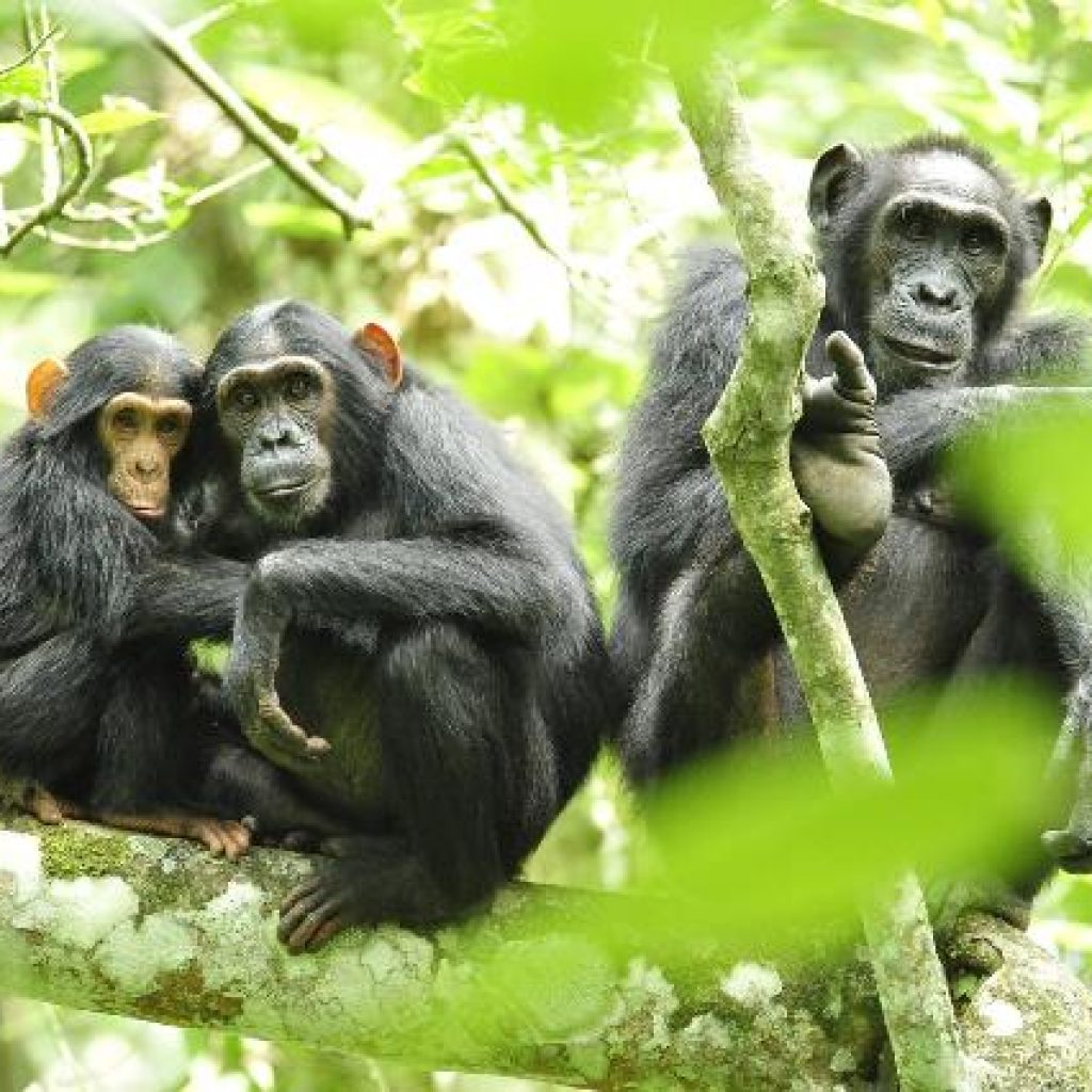 Kibale National Park is also a very good place to observe smaller primates like the black and white colobus, the red colobus, grey-cheeked mangabey and the rare l’Hoest monkey. Also nocturnal primates like the Thomas’s galago can be seen.