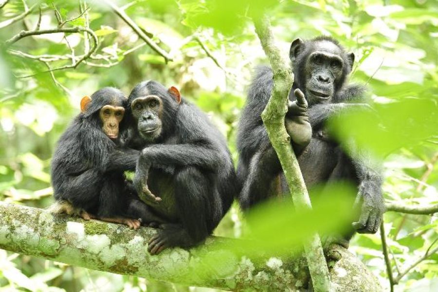 Kibale National Park is also a very good place to observe smaller primates like the black and white colobus, the red colobus, grey-cheeked mangabey and the rare l’Hoest monkey. Also nocturnal primates like the Thomas’s galago can be seen.