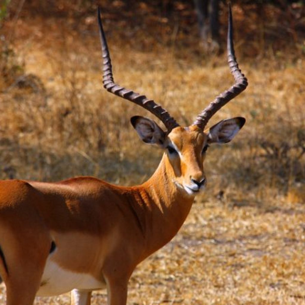 2 DAYS LAKE MBURO NATIONAL PARK You only have time on weekends? Within about 4 hours from Kampala lies one of the smaller national parks of Uganda, Lake Mburo National Park. Every Saturday we have a departure! Ideal for a weekend of adventure. If you have your own group or a romantic getaway for 2 then you can choose your own departure date.
