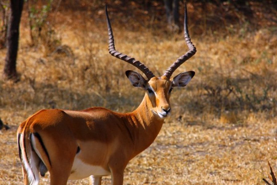 2 DAYS LAKE MBURO NATIONAL PARK You only have time on weekends? Within about 4 hours from Kampala lies one of the smaller national parks of Uganda, Lake Mburo National Park. Every Saturday we have a departure! Ideal for a weekend of adventure. If you have your own group or a romantic getaway for 2 then you can choose your own departure date.