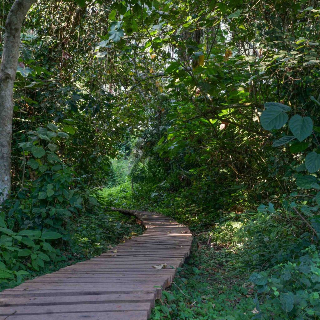 Explore Uganda with expert-led safaris, from gorilla trekking in Bwindi to chimpanzee tracking, birding tours, and exclusive herping expeditions.