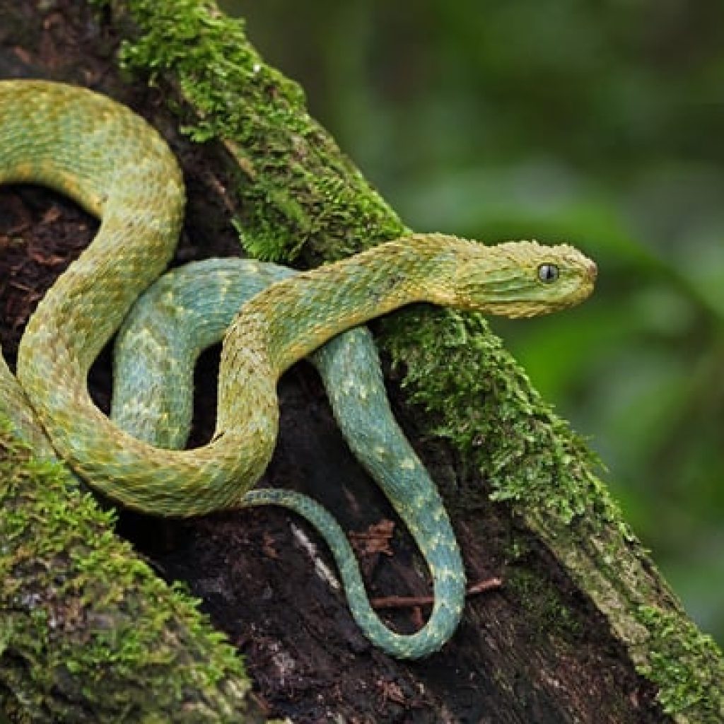 Herping & Wildlife Expedition