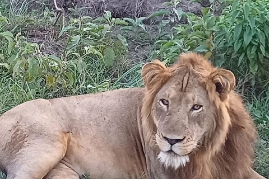 Days Murchison National Park