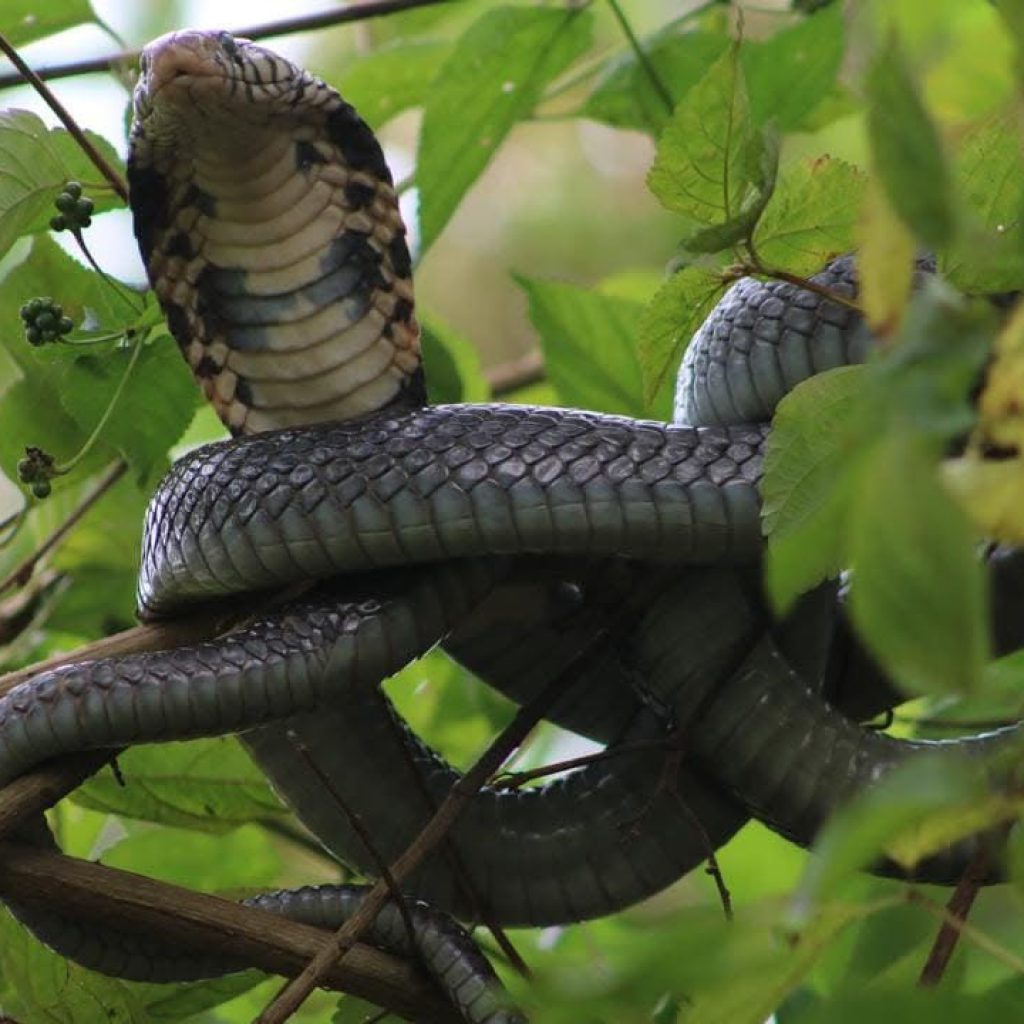 Unlike many tour operators, we combine classic wildlife safaris with specialized herping expeditions, offering access to unique ecosystems and species rarely included in standard tours. Whether you are a wildlife enthusiast, photographer, researcher, or first-time traveler, we provide expert guidance and carefully planned itineraries to ensure a seamless safari experience. Your Safari, Your Way Every journey is custom-designed to match your schedule and expectations. From short gorilla trekking tours to extended Uganda safari packages, we help you plan with confidence and clarity. Ready to Start Your Adventure? Share your travel plans with us and let our team create a personalized safari experience just for you.