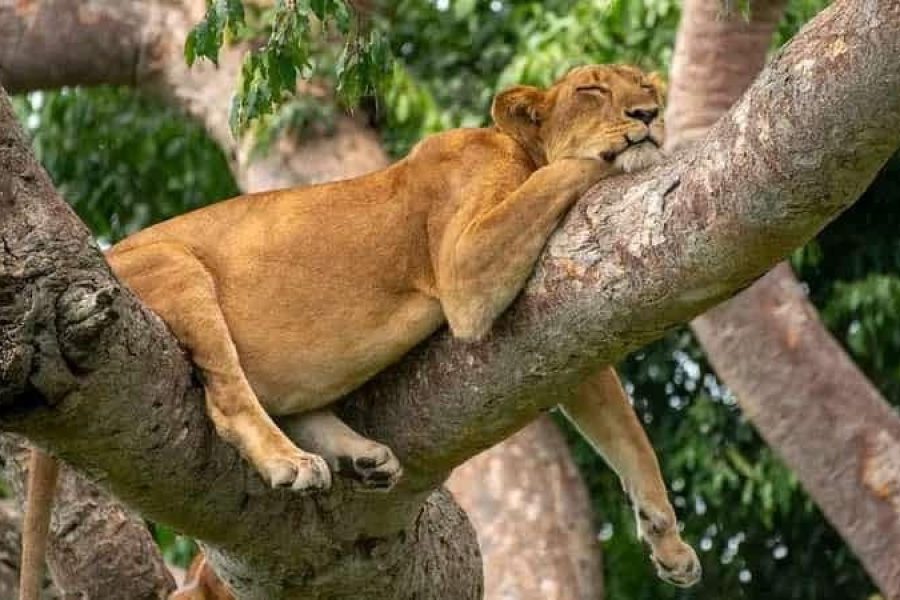 The 19-day Uganda Total Experience is an comprehensive, in-depth safari covering Uganda's premier national parks, focusing on gorilla tracking in Bwindi, chimpanzee trekking in Kibale/Kyambura, and wildlife viewing in Kidepo, Murchison Falls, and Queen Elizabeth NPs. This extensive itinerary generally includes specialized experiences like tree-climbing lions in Ishasha, boat cruises on the Nile and Kazinga Channel, Sipi Falls hiking, cultural encounters, and a visit to the Source of the Nile.