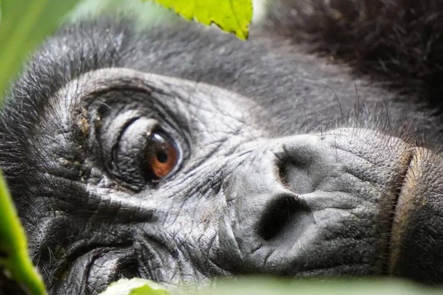 3 DAYS GORILLA SPECIAL