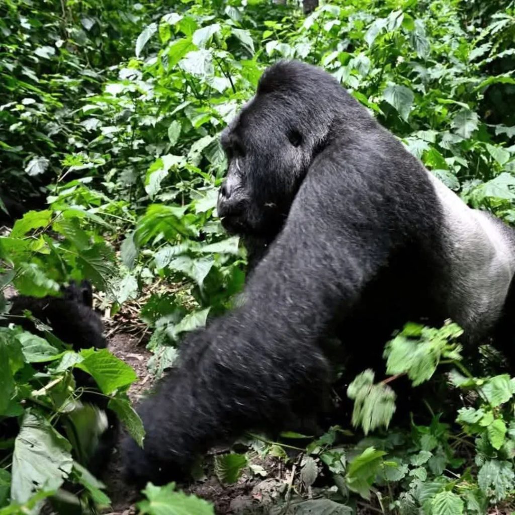 Licensed by Uganda Tourism Board. Trusted by travelers worldwide for safe, personalized, and unforgettable safari experiences.