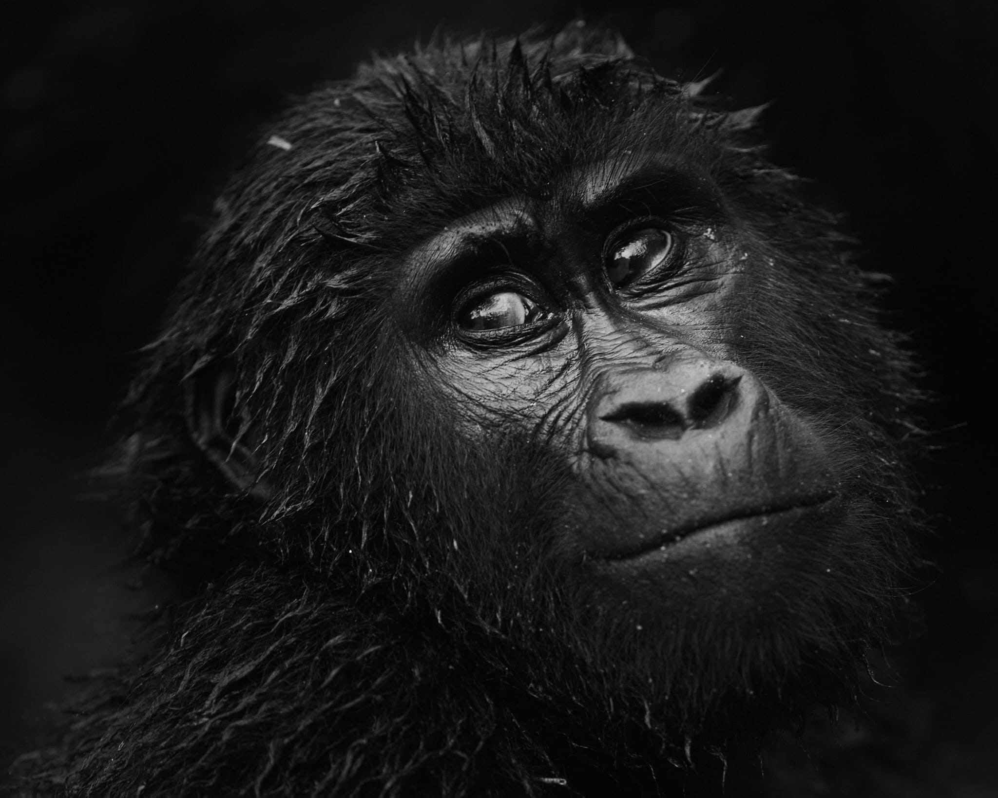 Gorilla Trekking & Wildlife Safaris in Uganda (25)