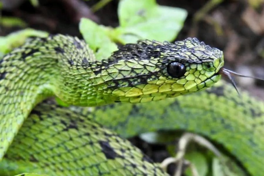 15-Days Herping, Wildlife Safari & Ultimate Gorilla Trekking Experiences