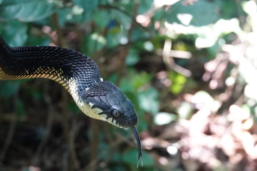 This expedition is designed for dedicated wildlife enthusiasts seeking rare reptiles, amphibians, and unique forest ecosystems. From the lowland forests of Mityana to the biodiversity-rich foothills of the Rwenzori Mountains in Kasese, this safari delivers deep field experience, expert-guided herping, and access to species rarely encountered on standard tours.